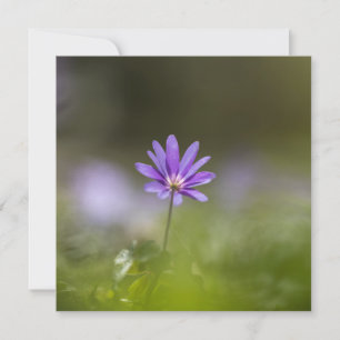 Purple windflower nature photo card