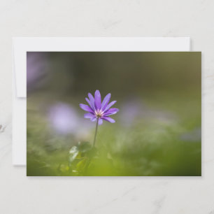 Purple windflower nature photo card