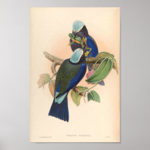 Purple Winged Roller Vintage Birds Of Asia Poster