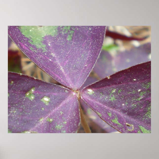 Purple Wings Poster (Front)