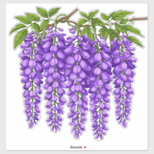 Purple Wisteria Clusters Blooming