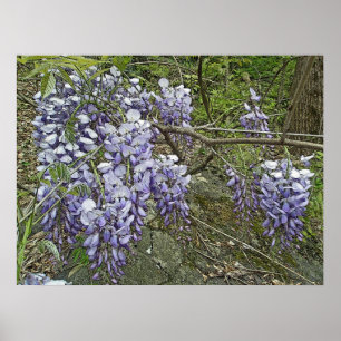 Purple Wisteria Coordinating Items Poster