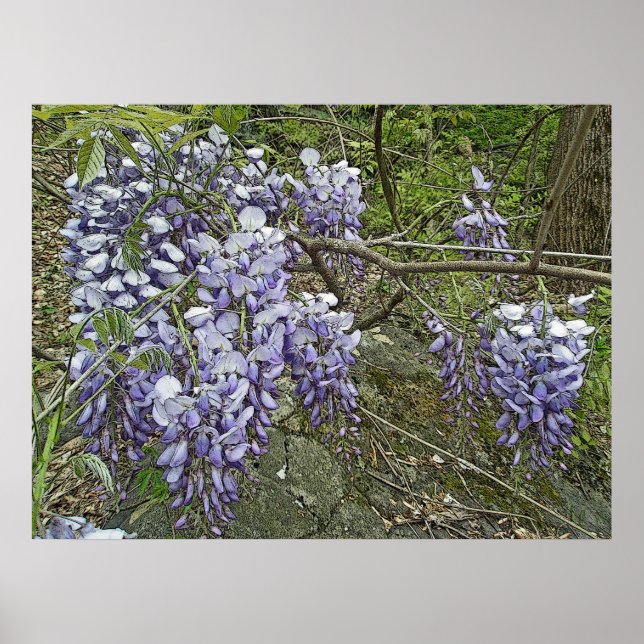 Purple Wisteria Coordinating Items Poster (Front)