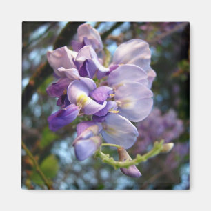 Purple Wisteria Magnet