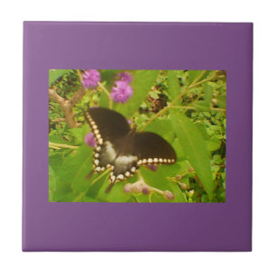 Purple Wrapped Black Monarch Tile