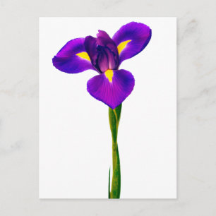 Purple Yellow Iris Flower Floral Flowers Postcard
