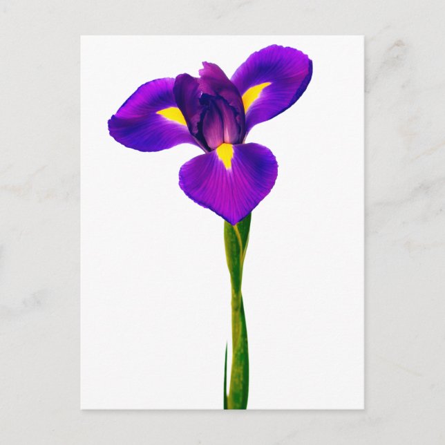 Purple  Yellow Iris Flower Floral Flowers Postcard (Front)