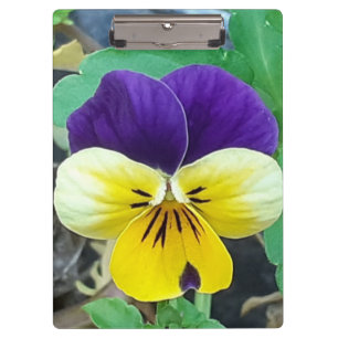Purple & Yellow Pansy  Clipboard