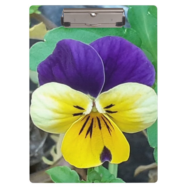 Purple & Yellow Pansy  Clipboard (Front)