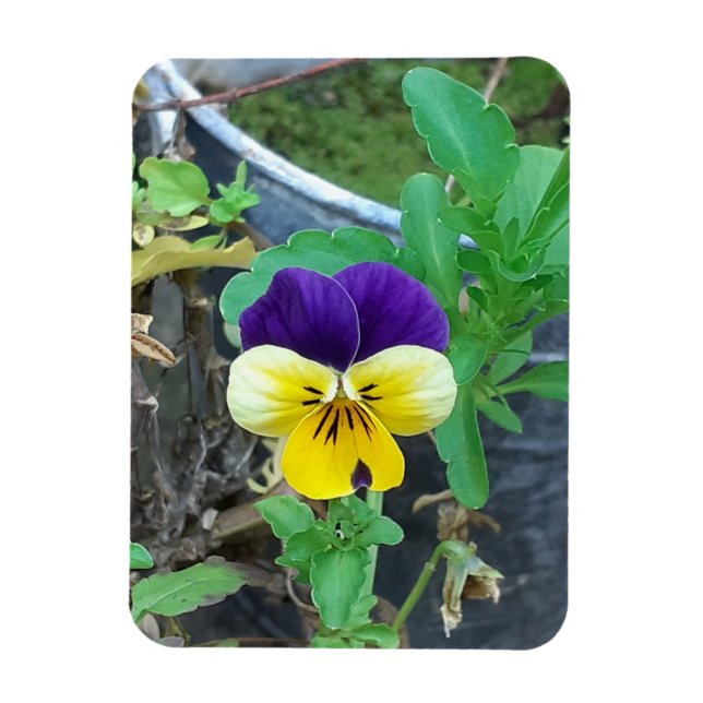 Purple & Yellow Pansy  Magnet (Vertical)