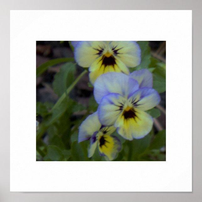 Purple Yellow Pansy Photo Poster (Front)