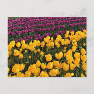 Purple & Yellow Tulip Field, Oregon Postcard