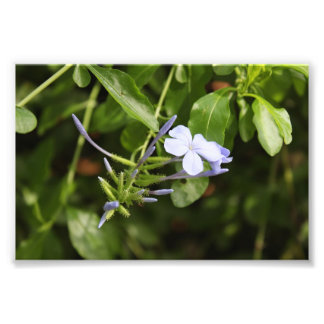 Purpled Flower Photo Print