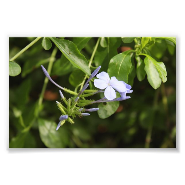 Purpled Flower Photo Print (Front)