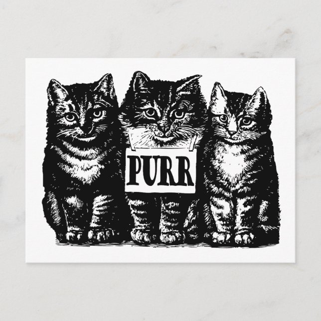 Purr Kittens Postcard (Front)