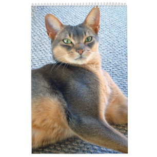 Purrfect Kitten & Cat Calendar