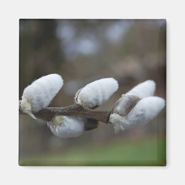 Pussy Willow Magnet (Front)