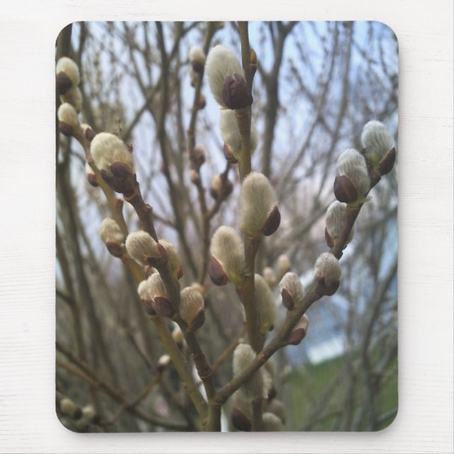 Pussy Willows Mouse Pad (Front)