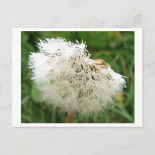 Pusteblume mit Morgentau Postcard