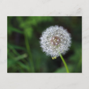Pusteblume Postcard