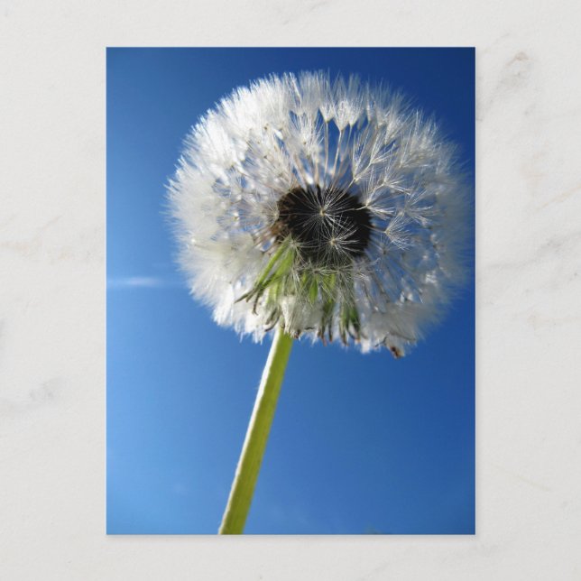 Pusteblume Postcard (Front)