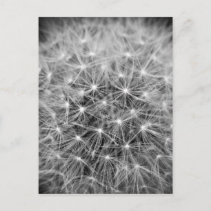 Pusteblume Postcard