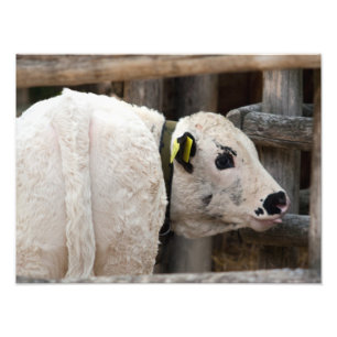 Pustertal Pied Calf Photo Print