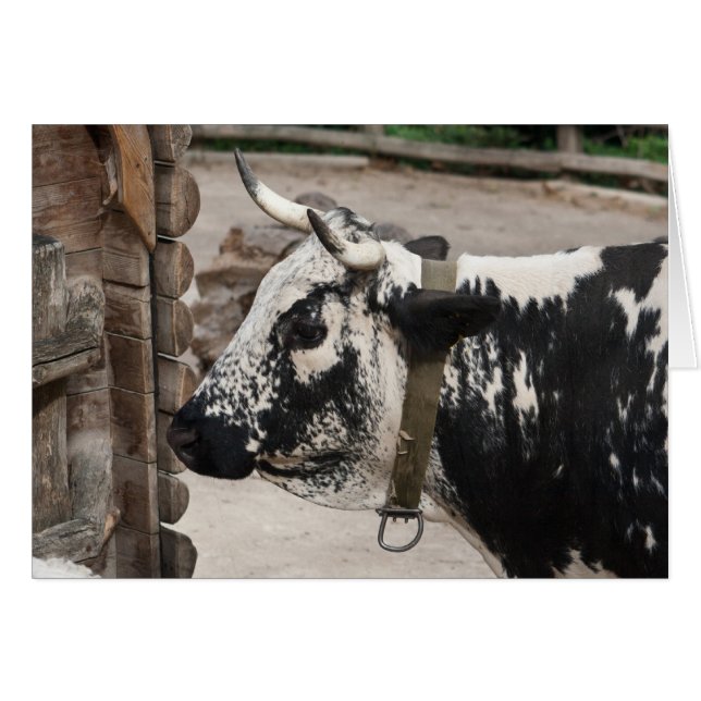 Pustertal Pied Cow (Front Horizontal)