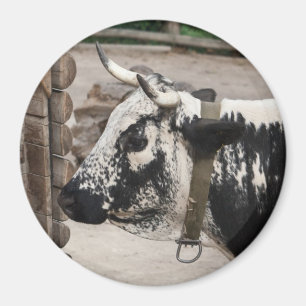 Pustertal Pied Cow Magnet