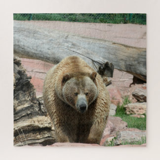 Puzzle Grizzly bears of South Dakota