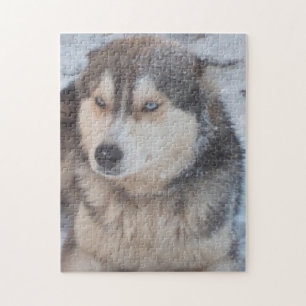 Puzzle Husky Blue Eyes In The Snow