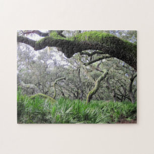 Puzzle of Cumberland Island Forest