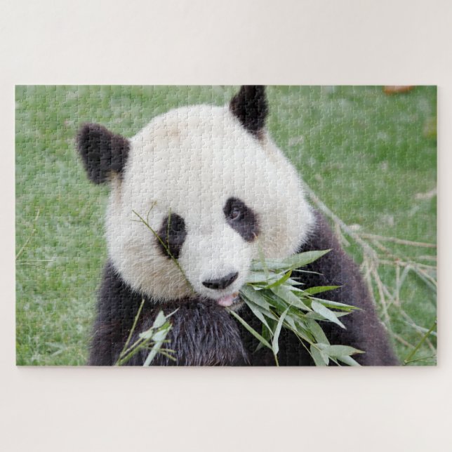 puzzle Photo giant panda , animals 0342. (Horizontal)