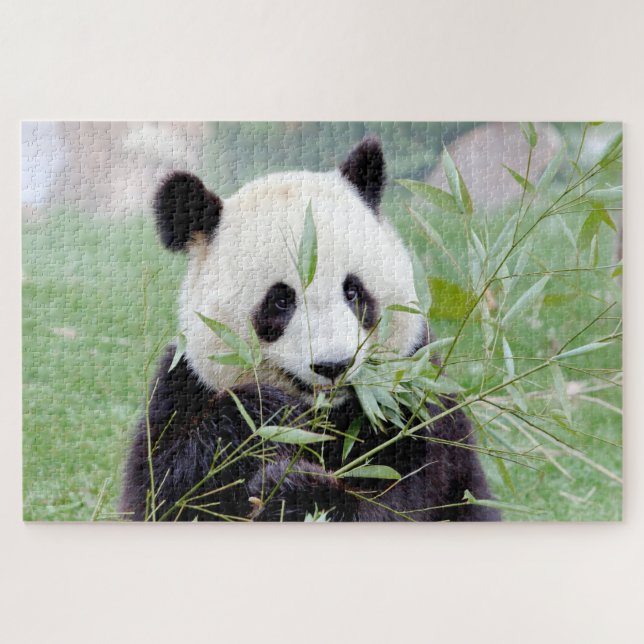 puzzle Photo giant panda , animals 0343. (Horizontal)