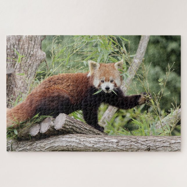 puzzle Photo red panda , animals 0522. (Horizontal)