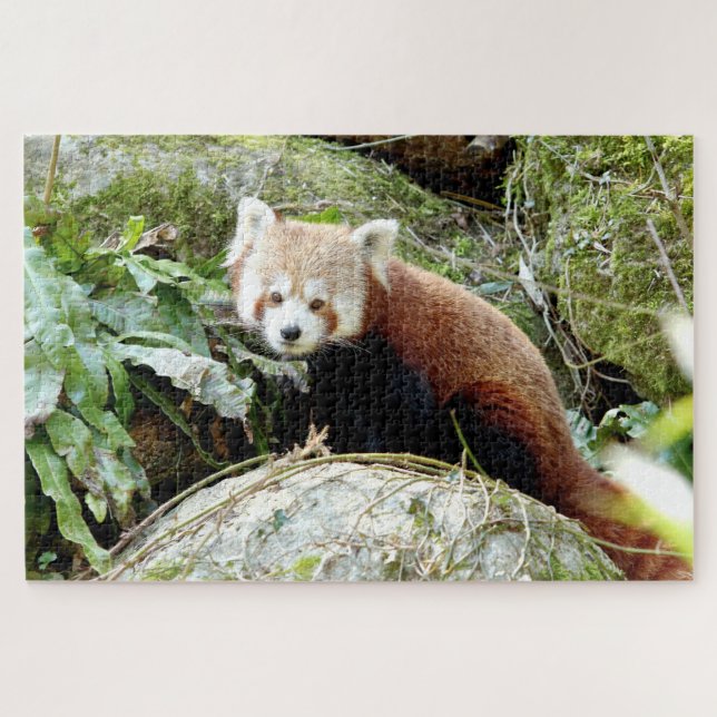 puzzle Photo red panda , animals 0523. (Horizontal)