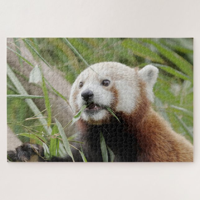 puzzle Photo red panda , animals 0528. (Horizontal)