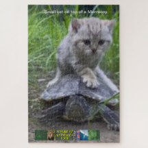 Puzzle small cat on top of a Morrocoy.