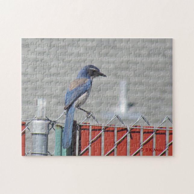 Puzzle - Western Scrub-Jay on Fence (Horizontal)