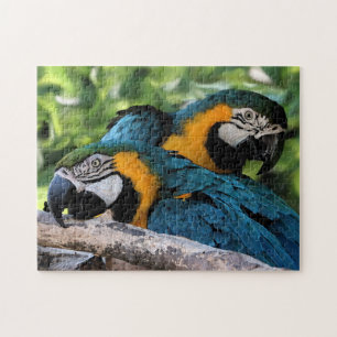 Puzzle with Gift Box/Parrots