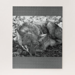 Puzzles Coyote