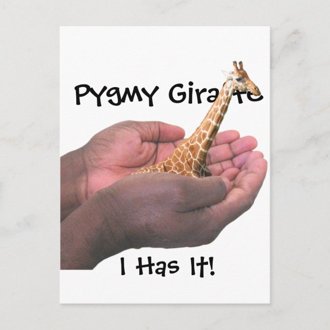 Pygmy Giraffe Postcard (Front)