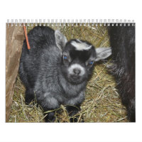Pygmy Goat Babies