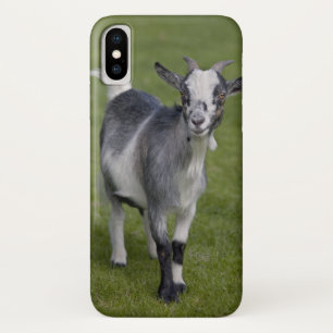Pygmy Goat iPhone X Case