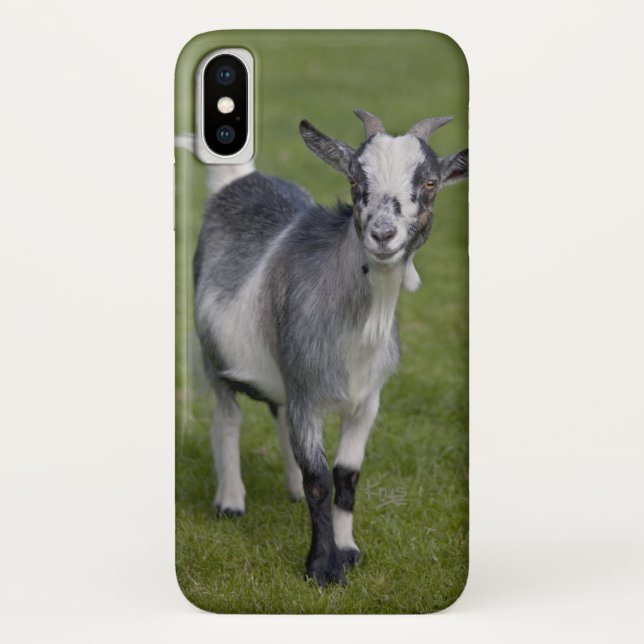 Pygmy Goat iPhone X Case (Back)
