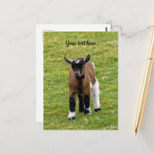 Pygmy Goat Kid Postcard (Front/Back In Situ)