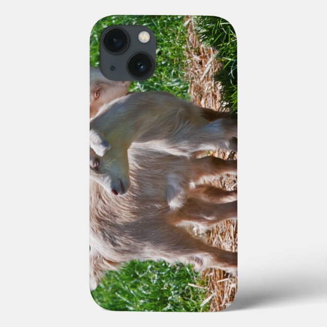 Pygmy Goat Kids iPad Case (Back)