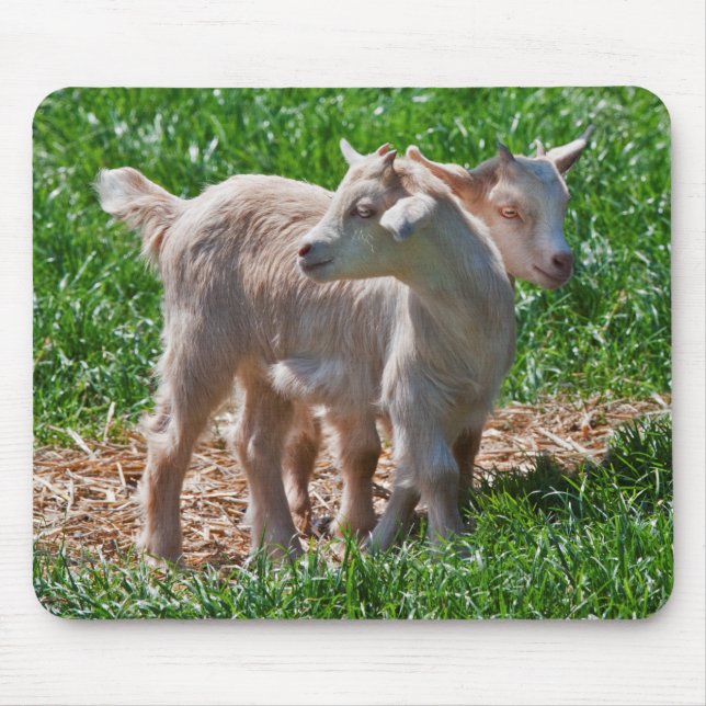 Pygmy Goat Kids Mousemat (Front)