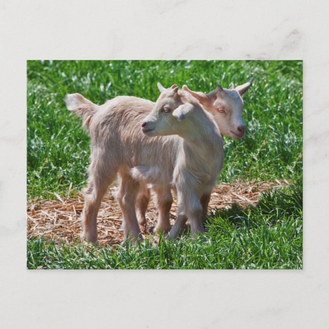 Pygmy Goat Kids Postcard (Front)