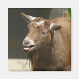 pygmy goat magnet